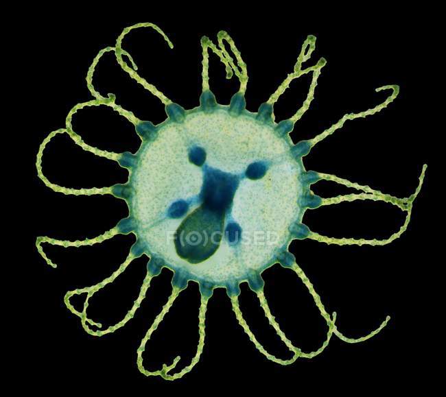 Obelia hydrozoaire Méduse. Micrographie photonique (LM) d'une méduse (jeune polype) de l'hydroïde Obelia geniculata . — Photo de stock