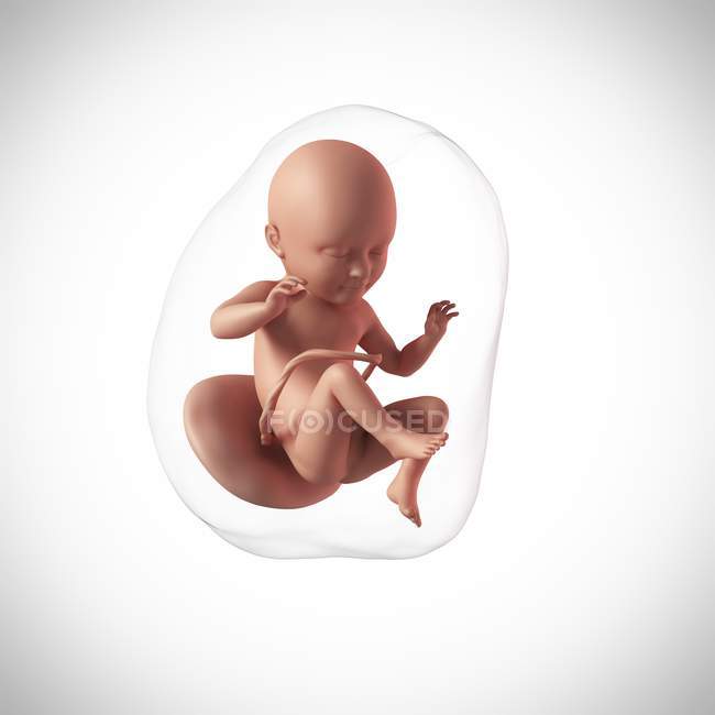 Idade do feto humano 34 semanas — Fotografia de Stock