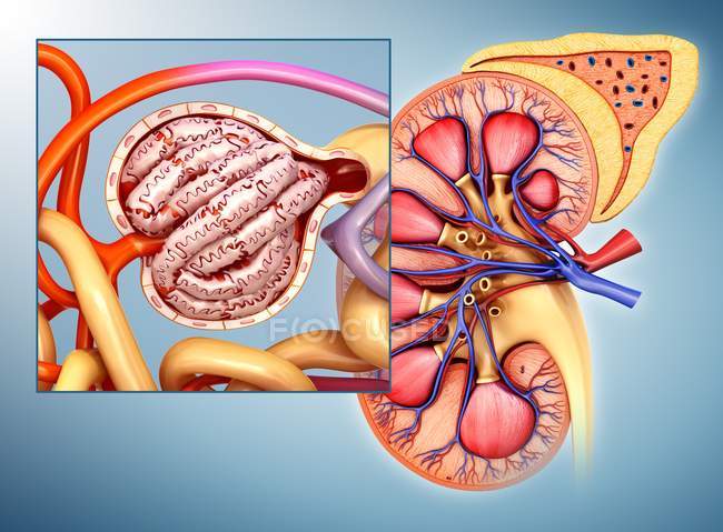 Anatomía estructural del riñón humano - foto de stock