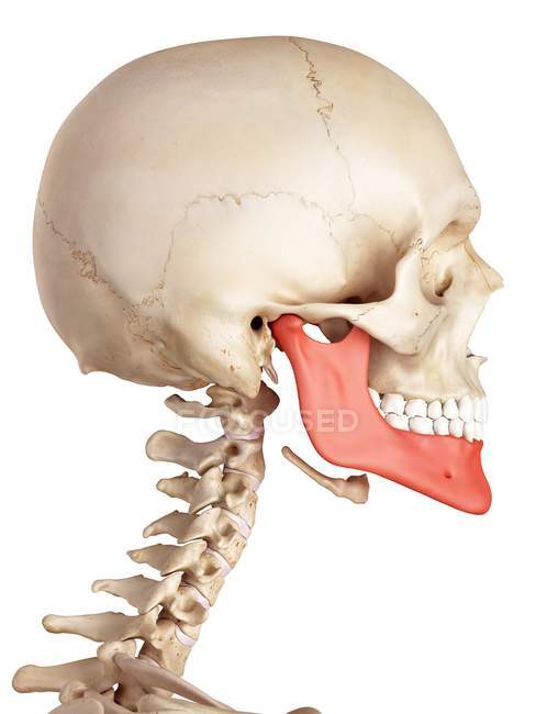 Anatomía del hueso de la mandíbula humana - foto de stock