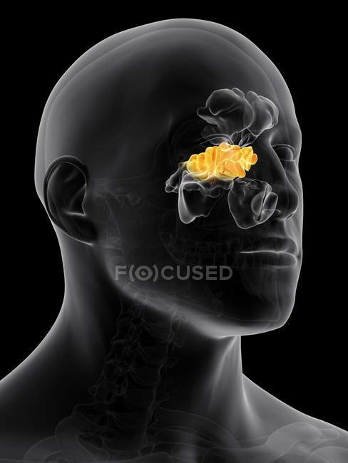 Human sinuses structure and anatomy — Stock Photo