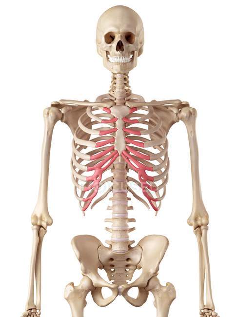 Костный хрящ ребра человека — стоковое фото