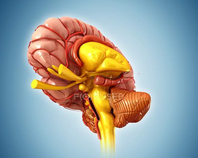 Human brain anatomy — Stock Photo