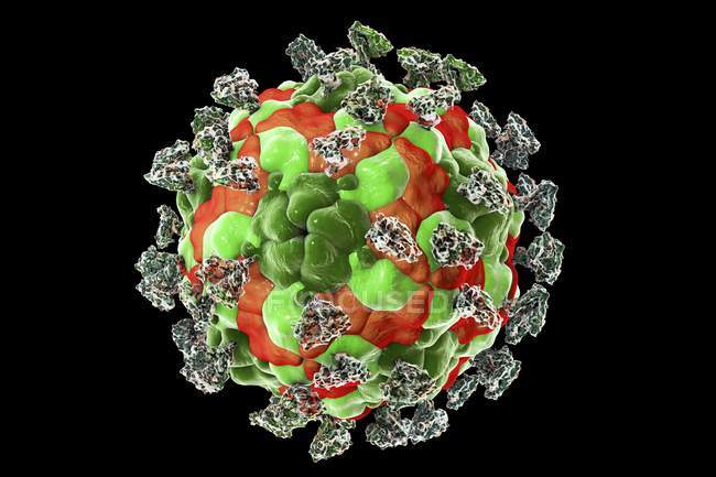 Enterovirus con moléculas de integrina unidas - foto de stock