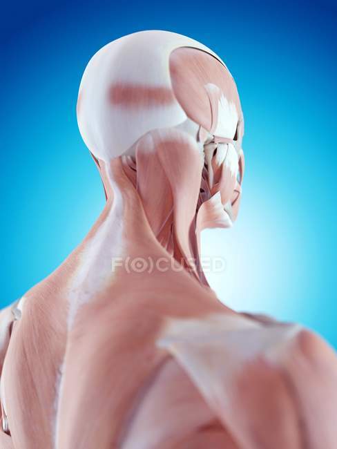 Мышцы шеи и структурная анатомия — стоковое фото