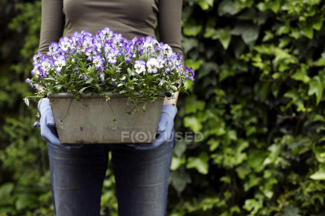 Woman holding plant pot with blooming pansies. — Stock Photo