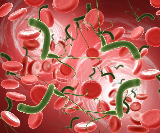 Бактерії Helicobacter pylori — стокове фото