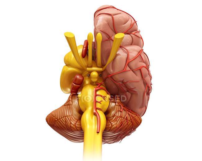 Anatomia dell'emisfero cerebrale — Foto stock