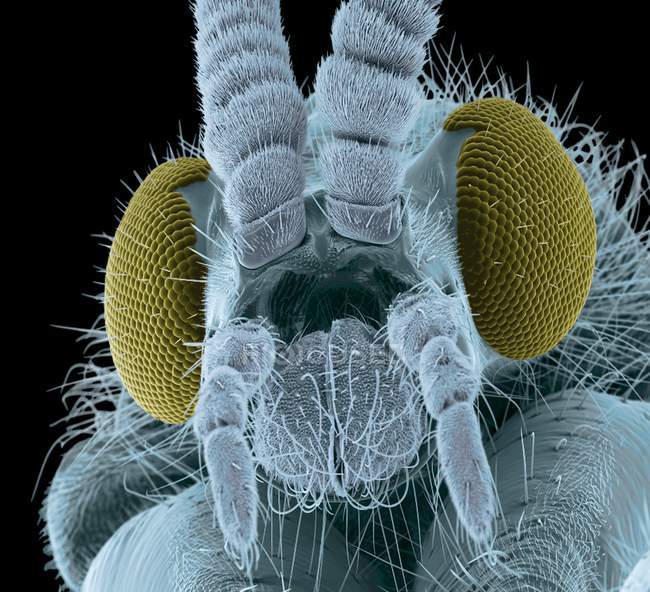 Anatomía de cabeza de mosca - foto de stock