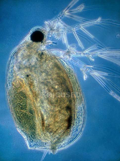Micrographie photonique d'une puce aquatique, Daphnia pulex, un petit crustacé d'eau douce . — Photo de stock