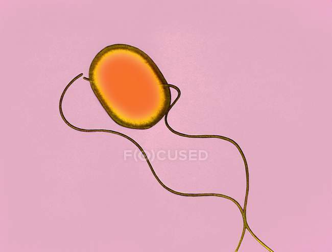 Salmonella typhimurium baclum — стоковое фото