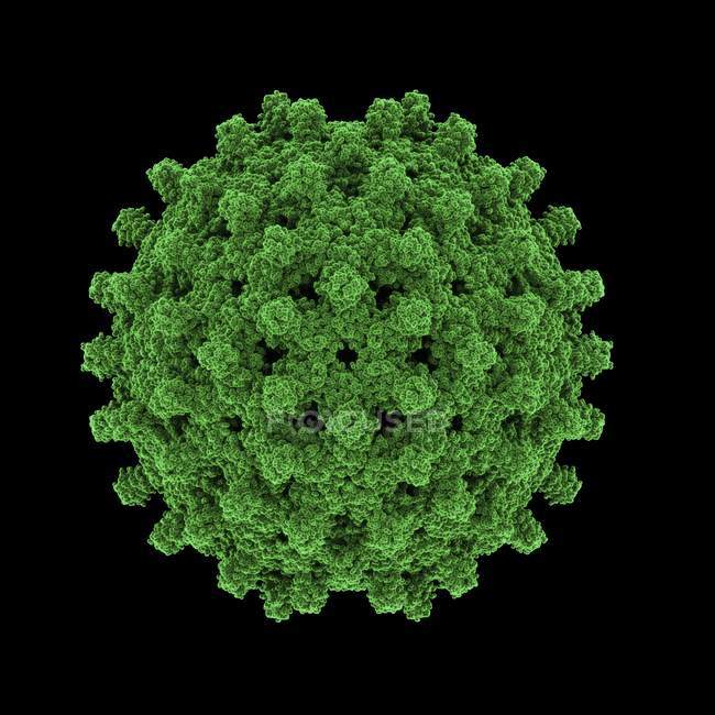 Cápside del virus de la hepatitis B - foto de stock