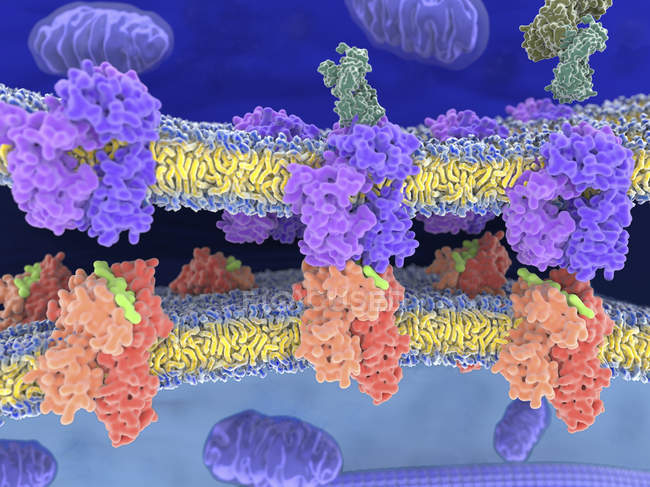 Complexos receptor-MHC-antígeno de células T — Fotografia de Stock