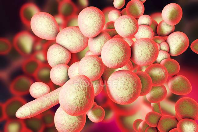 Hongo unicelular Candida auris - foto de stock