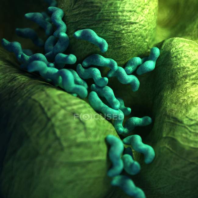 Campylobacter бактерій колонії — стокове фото
