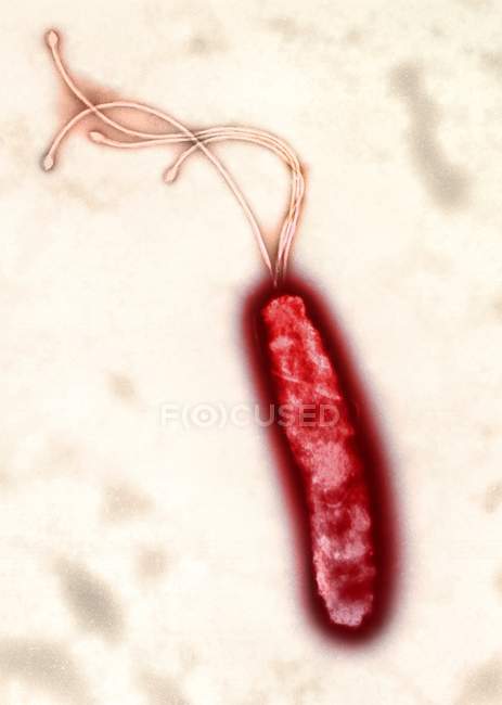 Bacteria Helicobacter pylori - foto de stock