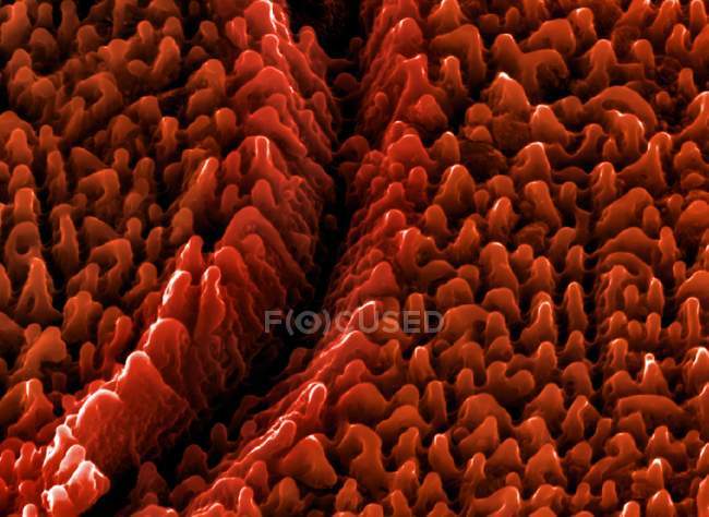 Nanostructures formées sur une surface de tantale — Photo de stock