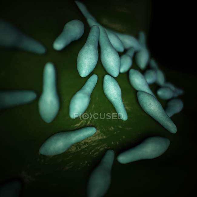 Colonie de bactéries Clostridium — Photo de stock