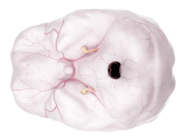 Анатомія мозку, що показує систему кровопостачання — стокове фото