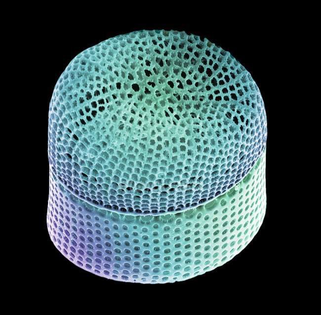 Endictya oceanica diatom — Stock Photo