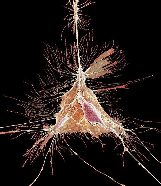 Структура клітин oligodendrocyte — стокове фото