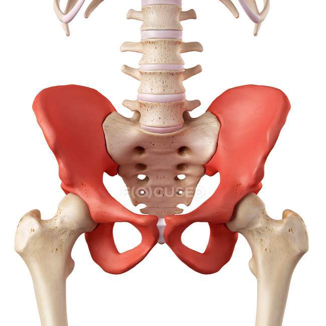 Huesos humanos de cadera anatomía - foto de stock