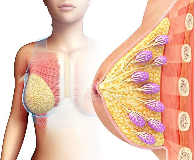 Anatomie mammaire féminine, illustration par ordinateur . — Photo de stock