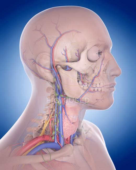 Ossa e sistema di afflusso di sangue del cranio — Foto stock