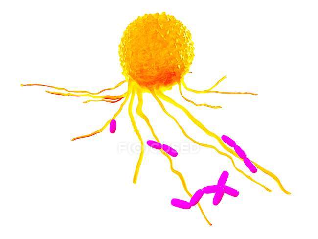 Célula leucocitaria captura de bacterias nocivas, ilustración por ordenador
. - foto de stock