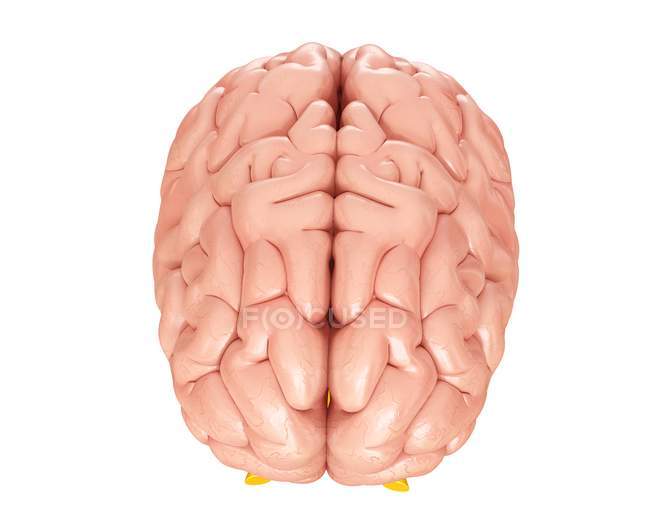 Cerebro humano sano - foto de stock