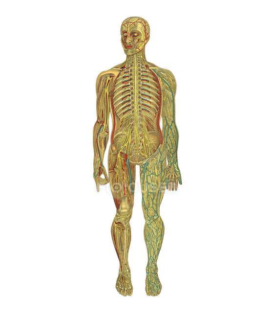 Representación de la anatomía humana - foto de stock