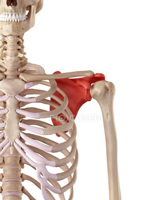 Анатомия плечевых лопаток — стоковое фото