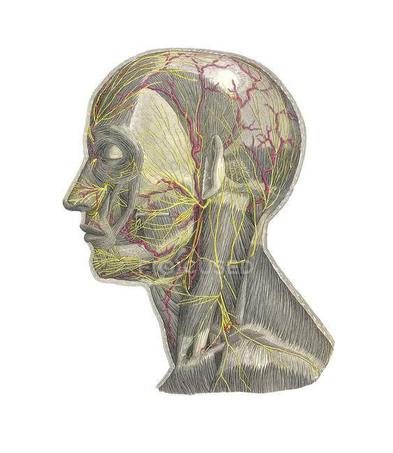 Struttura anatomica umana — Foto stock