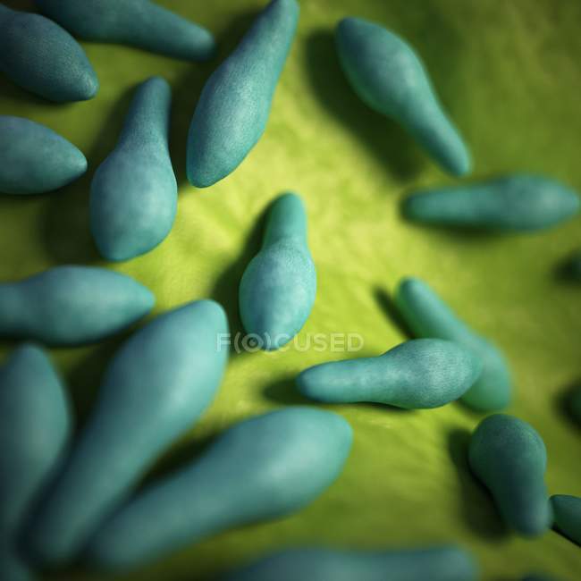 Колонія бактерій Clostridium — стокове фото