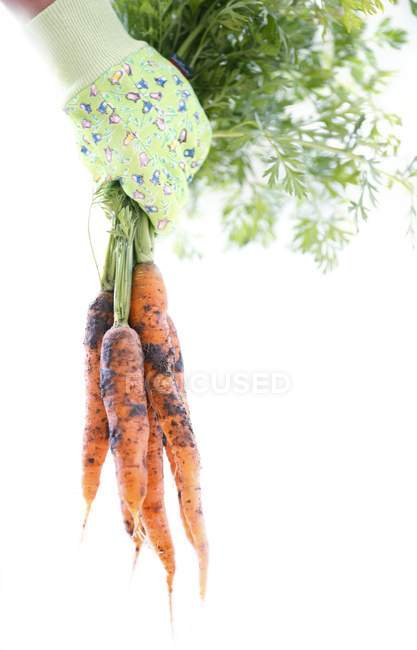 Gardener hand holding harvested carrots. — Stock Photo