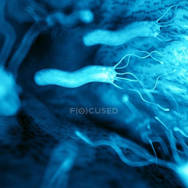 Bactéries Helicobacter et paroi de l'estomac — Photo de stock