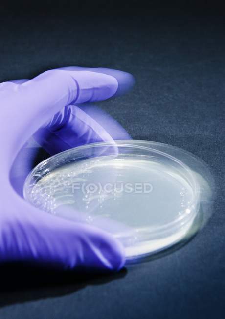 Primer plano de la persona que sostiene la placa de Petri con líquido para investigación biológica . - foto de stock