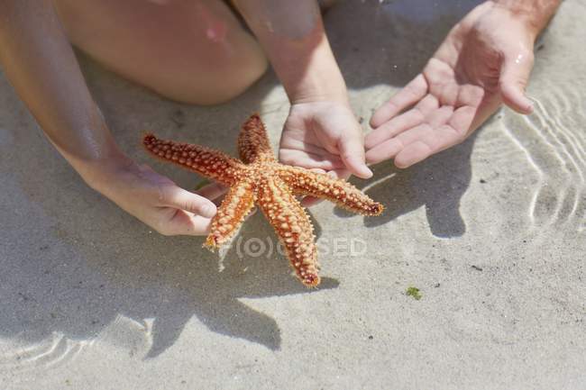 Vista de cerca de un niño sosteniendo estrellas de mar en la playa . - foto de stock