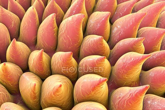 Filiform papillae (cone-shaped) on the surface of the tongue. — Stock Photo