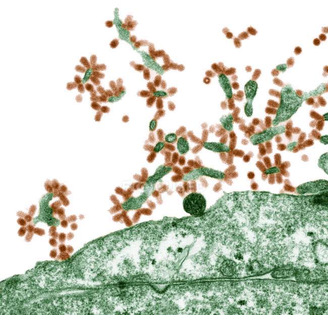 Virus grippaux bourgeonnant de la cellule hôte — Photo de stock