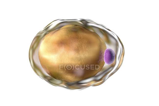 Cellules adipeuses adipocytaires — Photo de stock