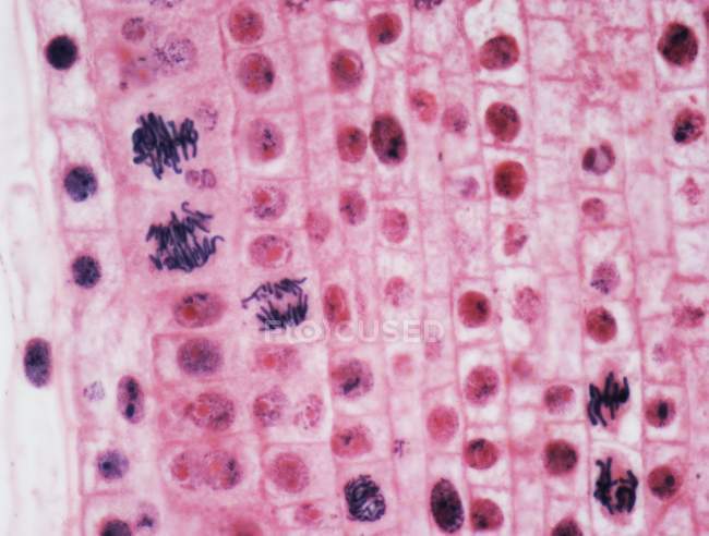 Células de cebolla sometidas a mitosis - foto de stock