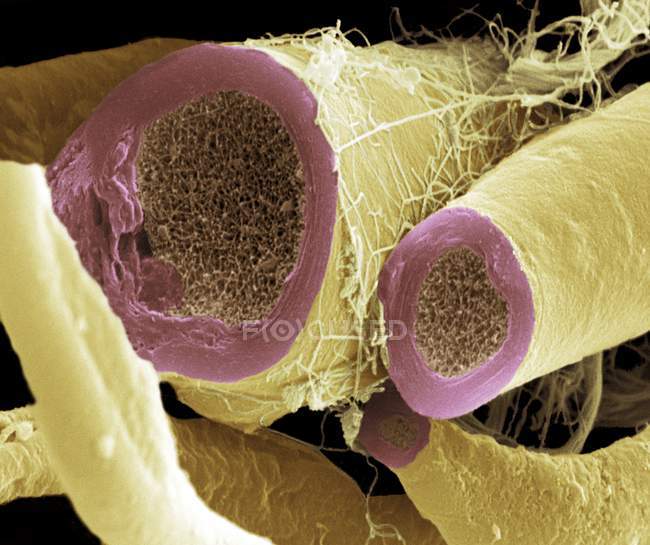 Myelinated нервових волокон — стокове фото