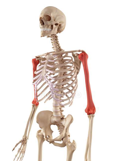 Estructura de huesos de húmero humano - foto de stock