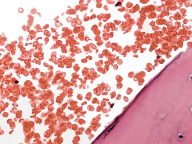 Células sanguíneas en un vaso sanguíneo - foto de stock