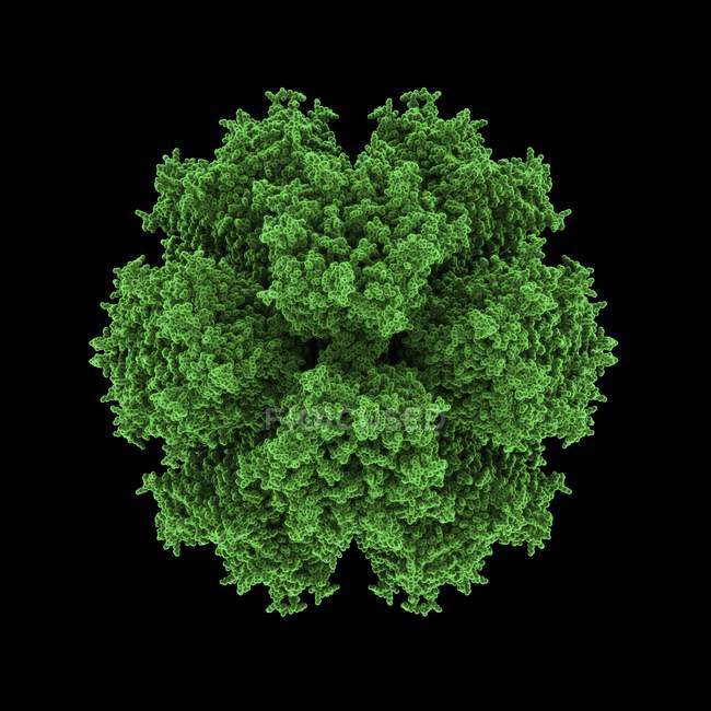 Blick auf Adenovirus-Partikel — Stockfoto