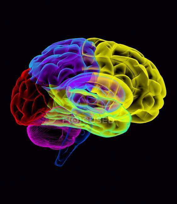 Anatomia del cervello umano — Foto stock