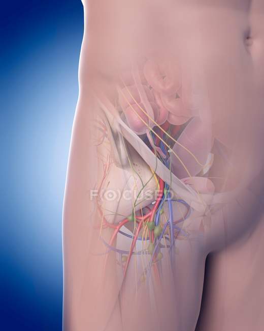 Структурная анатомия тазобедренного сустава — стоковое фото