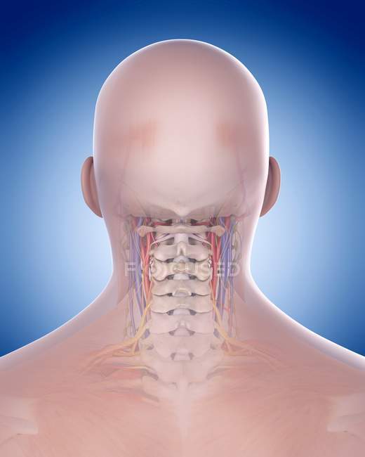 Vertebre cervicali della colonna vertebrale — Foto stock