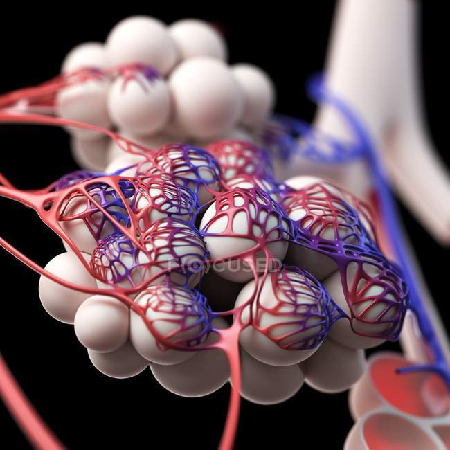 Anatomia degli alveoli umani — Foto stock